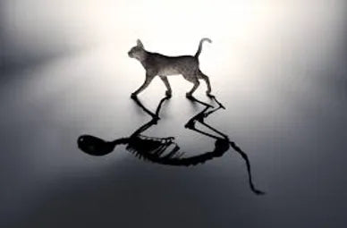 Schrödinger's Relationship...