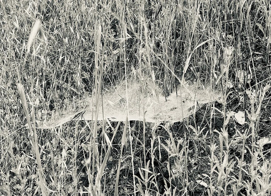 Filaments of Life...