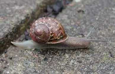 Snails...