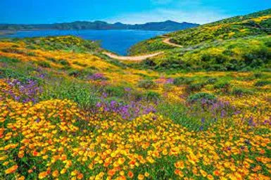 California Wildflowers...