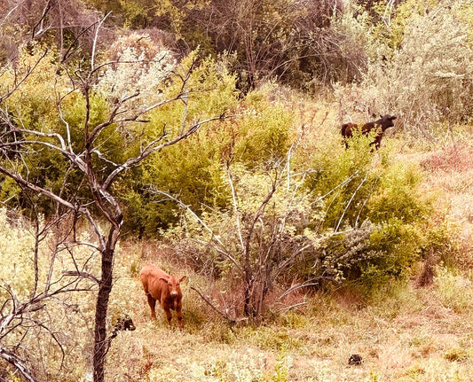 Things You Can Learn About Mothering...from Cows.