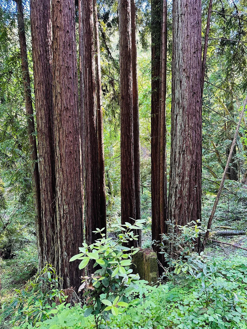 Lessons from Redwoods...